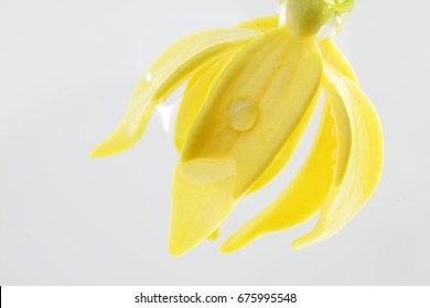 Ylang Ylang Flower In Water Isolated On Grey Background.