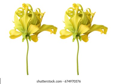 It Is Ylang Ylang Flowers Isolated On White.