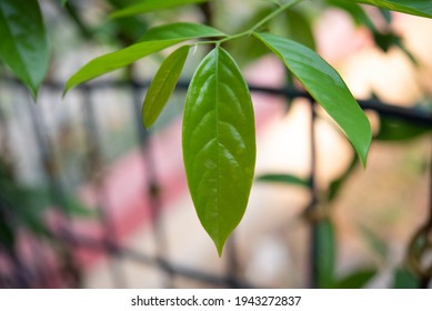 Ylang ylang leaf on tree 