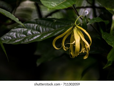 Ylang Ylang Or Perfume Tree  The Flower In Tropical Asia On Black Background 