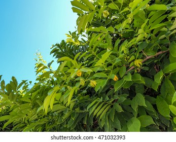 Ylang Ylang Tree