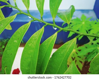 Ylang Ylang Vine Leaves With Water Droplets