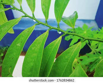 Ylang Ylang Vine Leaves With Water Droplets