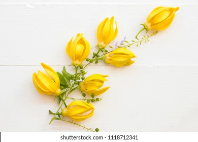 Ylang Ylang Yellow Flowers Of Asia Arrangement On Background White Wood