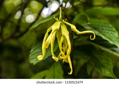 Ylang-ylang Cananga odorrata Thaiflower