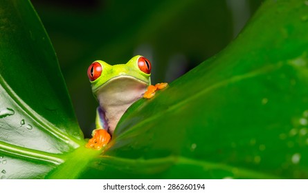 Yo! A Red Eye Tree Frog