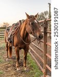 Yoakum, Texas, United States. A bay horse with saddle and lariat, or lasso.