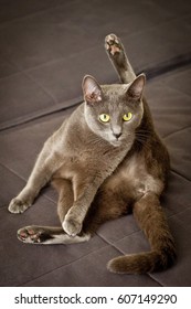 Yoga Cat