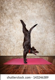 Yoga dog doing handstand pose on red yoga mat in yoga hall