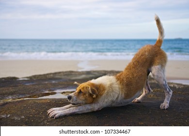 Yoga Dog On The Beach