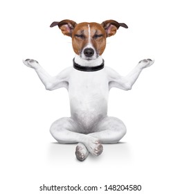 Yoga Dog Sitting Relaxed With Closed Eyes