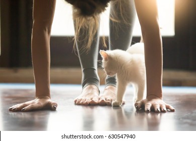 Yoga fitness with funny pet concept. Young woman practicing yoga, doing forward bend exercise, head to knees uttanasana pose, working out wearing sportswear grey pants, home interior, cute cat playing