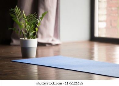 Yoga mat on the floor, blue carpet for practicing yoga in a sport studio, equipment for working out in a fitness club or at home, modern interior with green plant decoration