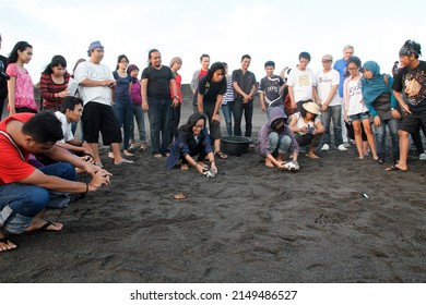 Yogyakarta, 08-25-2013: Young People Releasing Turtles For Turtle Conservation At Samas Beach, Bantul, Indonesia