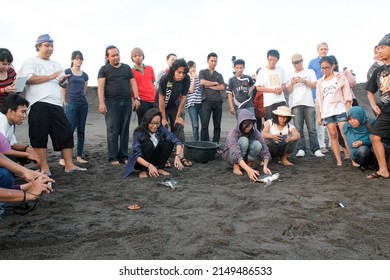 Yogyakarta, 08-25-2013: Young People Releasing Turtles For Turtle Conservation At Samas Beach, Bantul, Indonesia