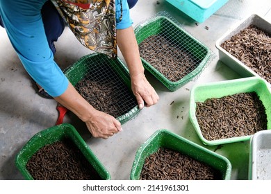 Yogyakarta, Indonesia - 03-22-2022: A Woman Is Taking And Packing Black Soldier Fly Larvae At An Insect Farm In Bantul, Yogyakarta