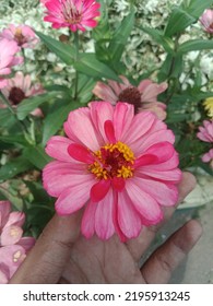 Yogyakarta, Indonesia - 30 August 2022 - Zinia Flower Is A Small Shrub And Shrub Flower That Has A Very Thin And Stiff Flower Crown Like A Sheet Of Paper.