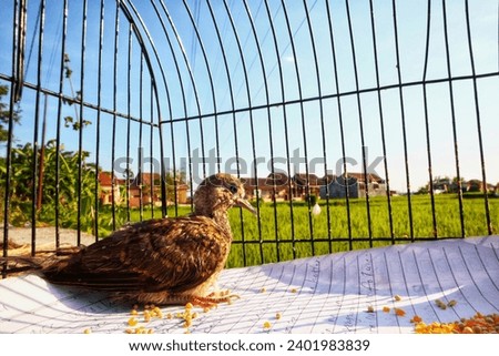 Yogyakarta , Indonesia - Desember 18, 2023: Baby turtledove in a cage are drying in the sun in the afternoon.