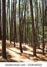 Unduh 880+ Background Foto Hutan Pinus Paling Keren