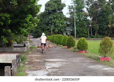 Yogyakarta, Indonesia - September 12, 2022 : A Duck Farmer Wearing A White Hat, Rides A Bicycle, After Herding His Ducks In A Rice Field In Rural Sleman, Yogyakarta, Indonesia.