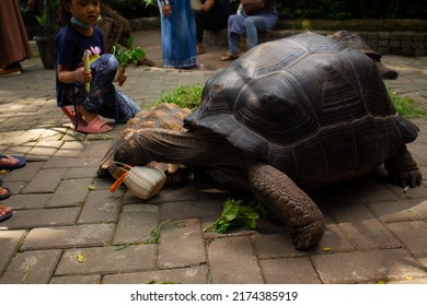 Yogyakarta, Indonesia-June 24 2022: Enthusiastic Child Visitors Feeding Tortoises At A Zoo In Gembiraloka Zoo Yogyakarta