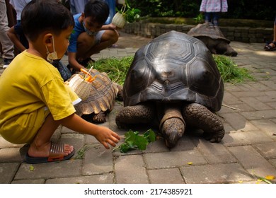 Yogyakarta, Indonesia-June 24 2022: Enthusiastic Child Visitors Feeding Tortoises At A Zoo In Gembiraloka Zoo Yogyakarta