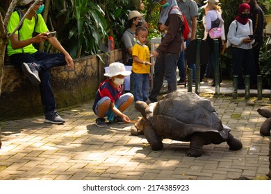 Yogyakarta, Indonesia-June 24 2022: Enthusiastic Child Visitors Feeding Tortoises At A Zoo In Gembiraloka Zoo Yogyakarta