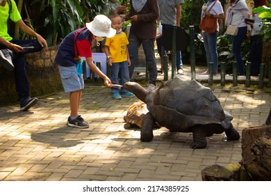 Yogyakarta, Indonesia-June 24 2022: Enthusiastic Child Visitors Feeding Tortoises At A Zoo In Gembiraloka Zoo Yogyakarta