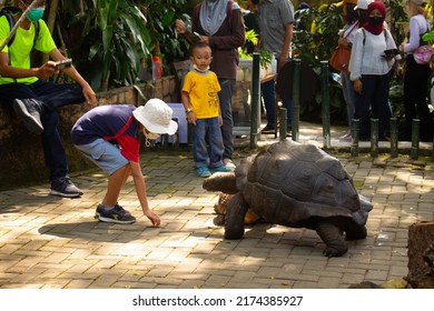 Yogyakarta, Indonesia-June 24 2022: Enthusiastic Child Visitors Feeding Tortoises At A Zoo In Gembiraloka Zoo Yogyakarta