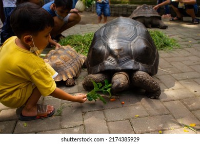 Yogyakarta, Indonesia-June 24 2022: Enthusiastic Child Visitors Feeding Tortoises At A Zoo In Gembiraloka Zoo Yogyakarta