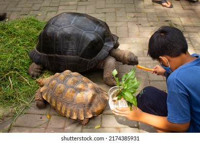 Yogyakarta, Indonesia-June 24 2022: Enthusiastic Child Visitors Feeding Tortoises At A Zoo In Gembiraloka Zoo Yogyakarta