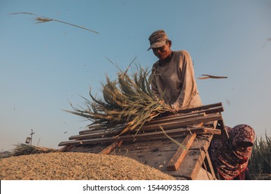 Yogyakarta,Indonesia-October 23 2019: The farmer was hitting the rice paddies on the tool so that the grain would fall out of the rice. farmer threshing rice,Farmer manual harvesting rice.