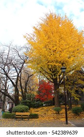 2,427 Sumida Park Tokyo Images, Stock Photos & Vectors | Shutterstock