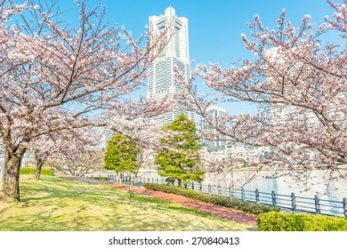 YOKOHAMA, JAPAN - MARCH 31: Cherry blossom trees at Train Street in Yokohama, Japan on March 31, 2015.