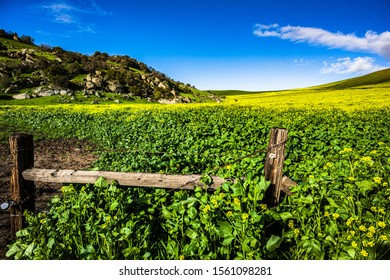 Yokohl Valley, Tulare County, In Spring