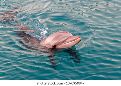 The yong Bottlenose dolphin is swimming in red sea near the beach on shellow water