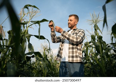 Yong handsome agronomist in the corn field and examining crops before harvesting. Agribusiness concept. agricultural engineer standing in a corn field. - Powered by Shutterstock