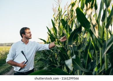 Yong handsome agronomist holds tablet touch pad computer in the corn field and examining crops before harvesting. Agribusiness concept. agricultural engineer standing in a corn field with a tablet.