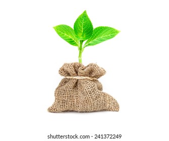 The Yong Tree Growing In Burlap Bag With Bow Rope On White Background