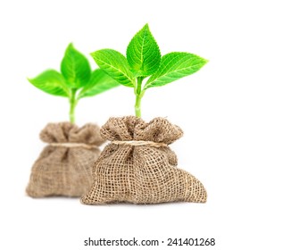 The Yong Tree Growing In Burlap Bag With Bow Rope On White Background