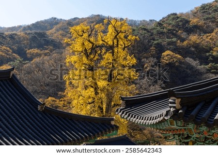 Yongmunsa Temple and the Old Ginkgo Tree
