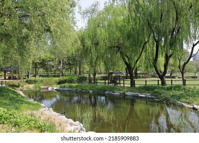 Yongsan-gu, Seoul, South Korea - May 4, 2022: Spring View Of A Pond Surrounded By Willow Trees At Yongsan Family Park
