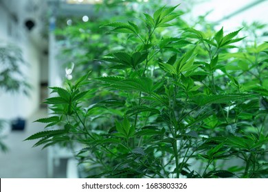 Yonug Cannabis Plants Growing In Medical Research Labratory