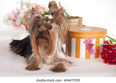Yorkshire Terrier Dress Cake Stock Photo Shutterstock