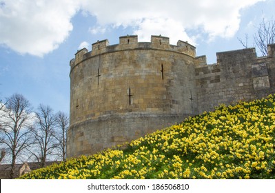 York City Walls In Spring With Daffodils