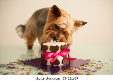 York Dog In Eats A Small Birthday Cake