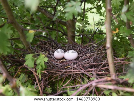 York UK Aug 28 2018 a pair of Woodpigeon eggs in a nest situated in a  hawthorn hedge. The Woodpigeon population has increased as a result of more winter cropping & modern agricultural practices