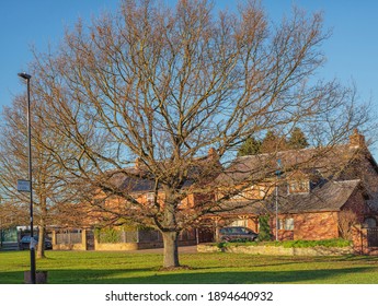 York, UK. January 12, 2021.  An Old Tree With Spreading Branches Stands In A Winter Sun And Long Shadows Fall Onto The Grass.  There Are Houses In The Background And Blue Sky Overhead.