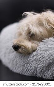 Yorkie Bichon Laying On A Light Grey And Fluffy Pet Bed.