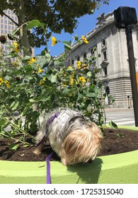 Yorkie By Flowers In Public Square In Cleveland